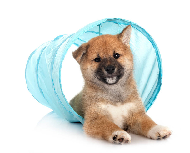 puppy shiba inu in front of white background - Photo, Image