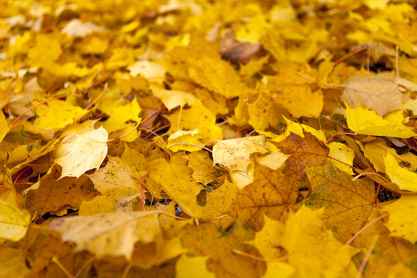Tło z jesiennych kolorowych liści - Zdjęcie, obraz