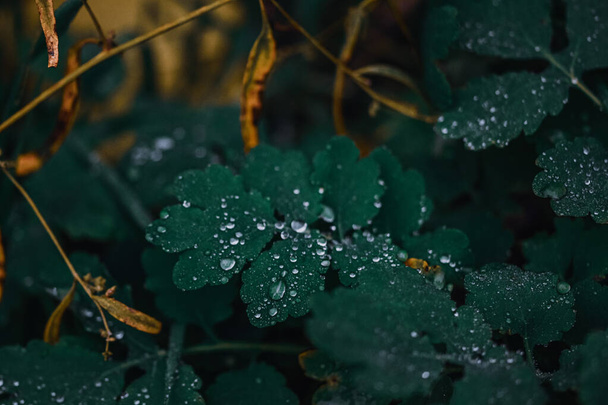 A selective focus shot of dewdrops on the plants - 写真・画像