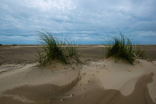 A beautiful view of bushes on sandhills on a beach in Borkum, Germany - Fotó, kép