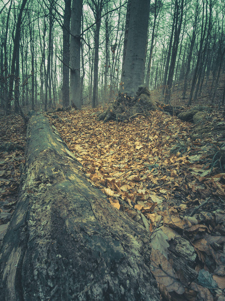 A beautiful forest with tree trunks and dry leaves - Foto, imagen