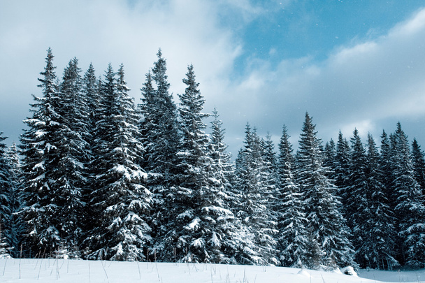 Зимний лес - Фото, изображение