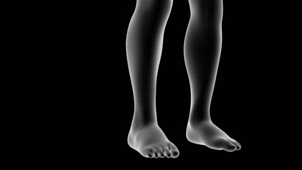 アルファチャンネル付き足のふくらはぎフロントエリアの痛み領域を示す男性X線ホログラムの3Dアニメーション - 映像、動画