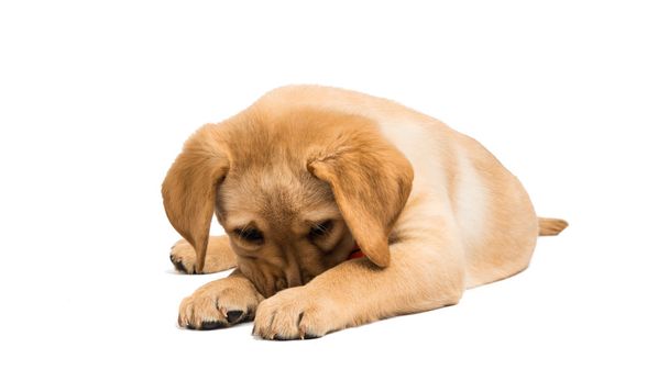 Labrador puppy geïsoleerd  - Foto, afbeelding