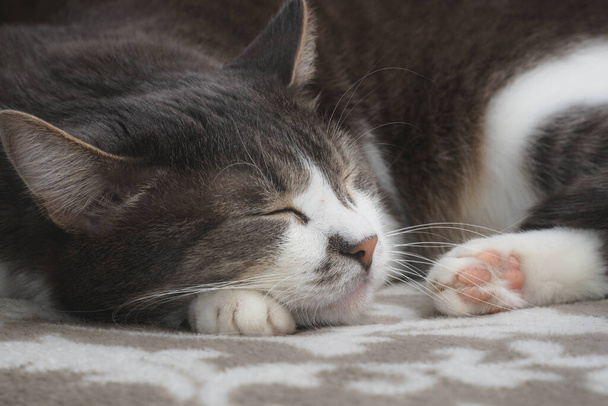 Harmaa hyvin hoidettu kissa nukkuu makeasti sohvalla. Lähikuva muotokuva onnellinen lemmikki. Eläinten unelmat - Valokuva, kuva