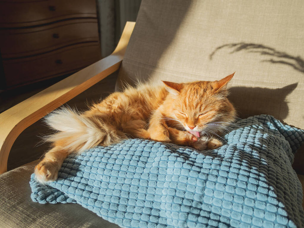 Cute ginger cat is licking on chair pillow. Fluffy pet is looks sleepy. Cozy home lit with sun. - Foto, afbeelding