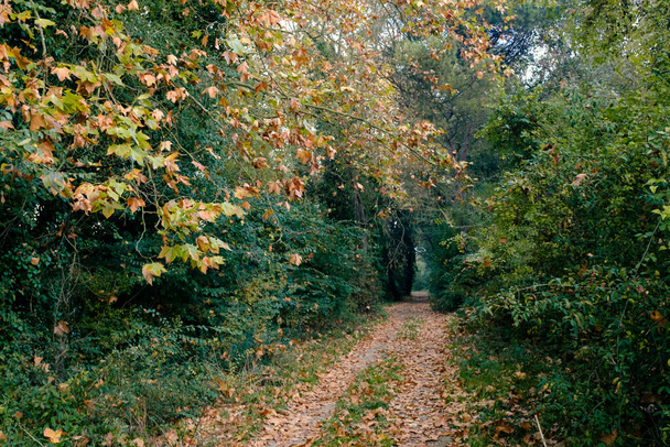 Paisaje otoñal en el bosque en un sendero rural con muchas hojas follaje en el suelo - Foto, imagen