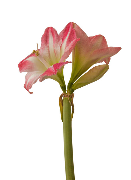Bloom of Hippeastrum (amaryllis) Large-flowering "Exposure"   on white background isolated - Photo, Image