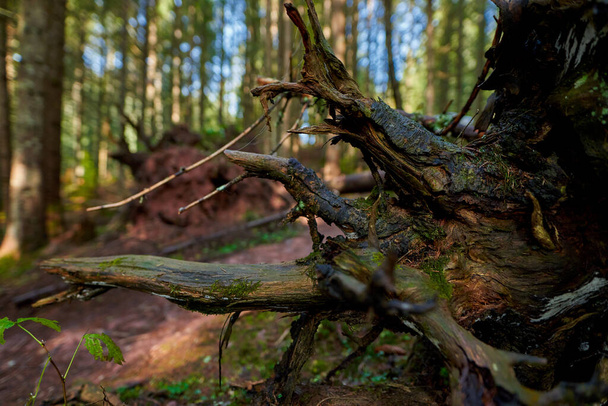Pine tree trunk uprooted near the forest on a mountain - Photo, Image