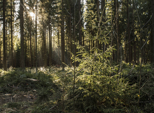 raggi di sole in una foresta  - Foto, immagini