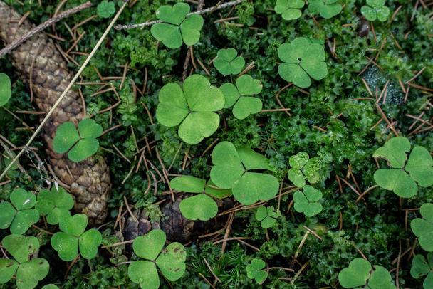 green clover field close up in forest - Photo, Image