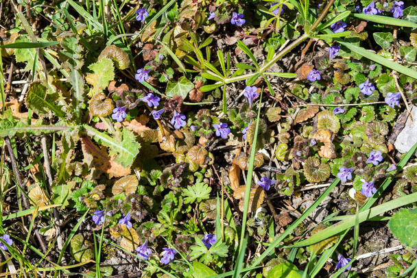 Las flores púrpuras de hiedra molida, Glechoma hederacea, en un parche de tierra con nuevo crecimiento de primavera - Foto, Imagen