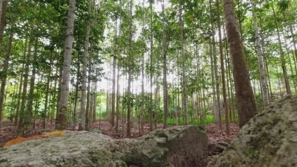 Лес с высокими зелеными деревьями - Кадры, видео