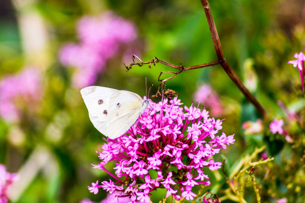 A small white butterfly Pieris rapae feeding on the pink flowers of a Hebe bush - Photo, Image