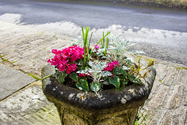 A stone plant pot in the hamlet of Turleigh in Wiltshire with bright pink Cyclamen Cyclamen persicum 'Pink Frilly' and Dusty Mille - Photo, Image