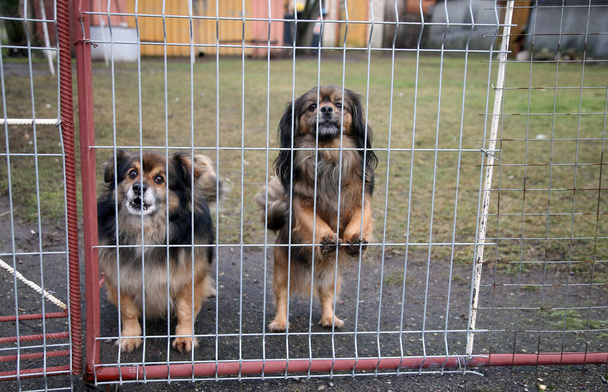 Cuccioli, guardando attraverso la griglia di recinzione, all'aperto. Lituania - Foto, immagini