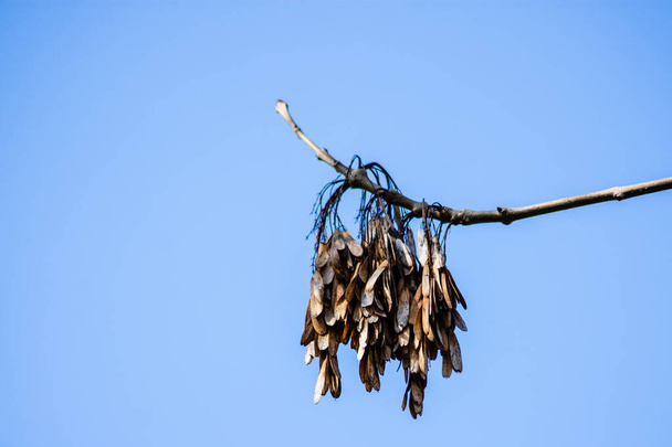 Geçen mevsimler, Fraxinus Excelsior isimli bir dişbudak ağacının anahtarı olarak bilinen kanatlı tohumlar açık mavi bir bahar gökyüzüne karşı. - Fotoğraf, Görsel