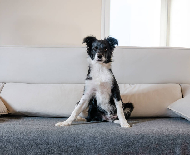 ウインクでソファに座っているボーダーコリーの肖像画。子犬はカメラを見て - 写真・画像