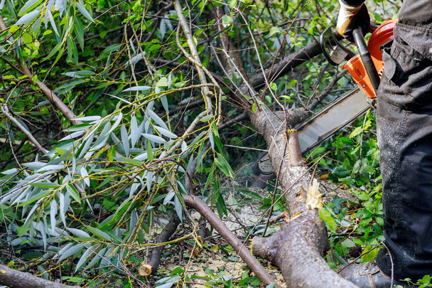 Een boom aan het werk in een boom snijdt een boomtak met behulp van een kettingzaag op gevallen boom na harde storm - Foto, afbeelding