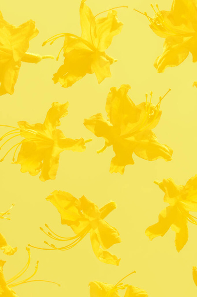 illuminant fleurs exotiques de couleur jaune regardant contre le soleil brillant sur un fond jaune pastel - Photo, image
