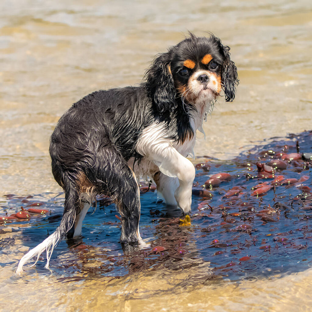 A dog cavalier king charles, a cute puppy bathing in the seaweeds - Photo, Image