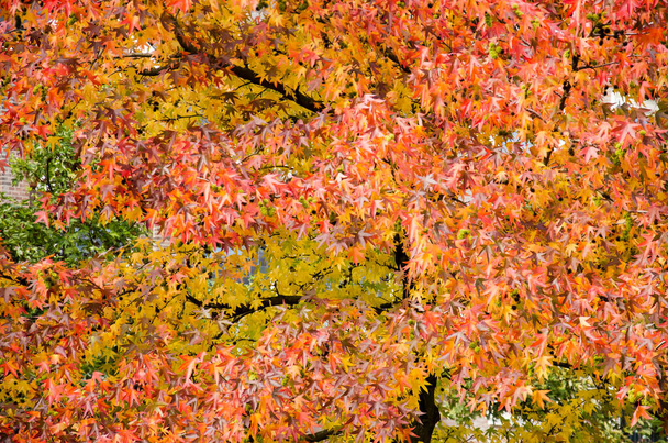 Zeer levendige bladerdak van een zoetekauwboom (liquidambar styraciflua) met meestal rode bladeren en enkele oranje en gele tinten - Foto, afbeelding