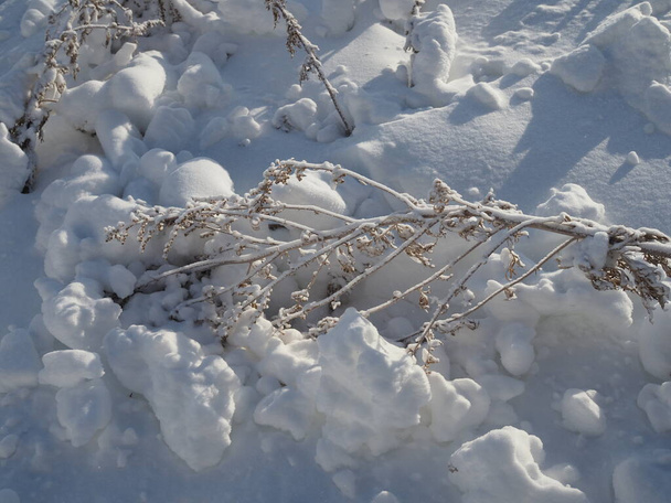 svěží vrstva sněhu pokrývala větve keřů a stébel trávy, změna ročního období, začátek zimy. - Fotografie, Obrázek