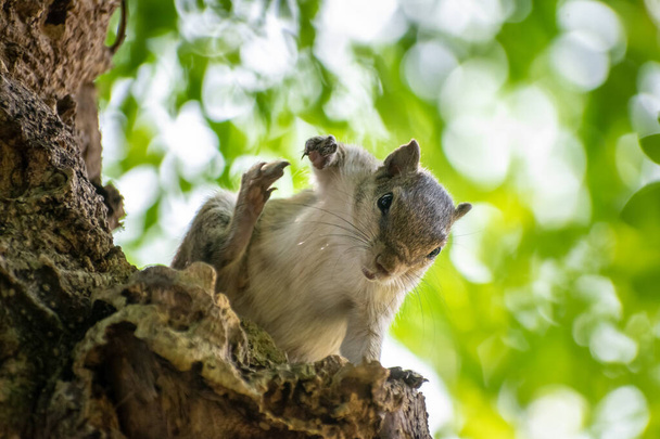 Egy gyönyörű mókus mogyorót eszik. - Fotó, kép