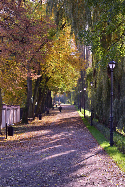 Alleys and lamps in autumn, carpets of yellow, brown and red leaves. Autumn. - Φωτογραφία, εικόνα