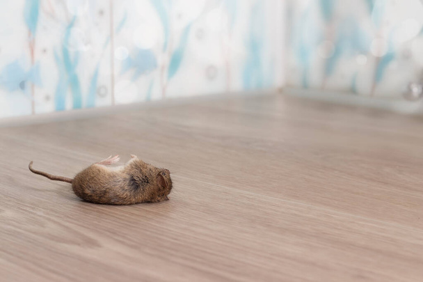 close-up of dead rodent at the corner of flat on floor from grey linoleum. Inside high-rise buildings. Rodent control. Extermination. - Fotoğraf, Görsel