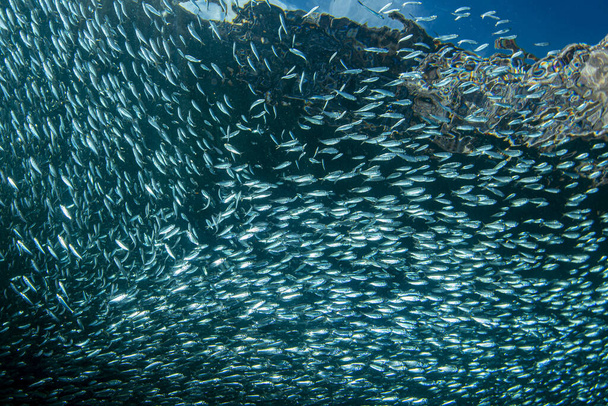 all'interno di una gigantesca scuola di sardine di pesce esca palla - Foto, immagini