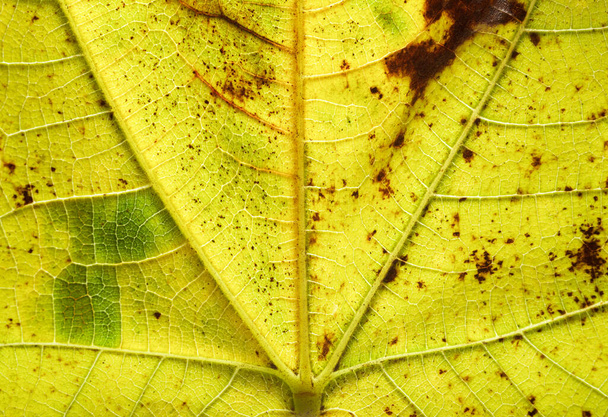 Macro shot of a yellow leaf. - Photo, Image