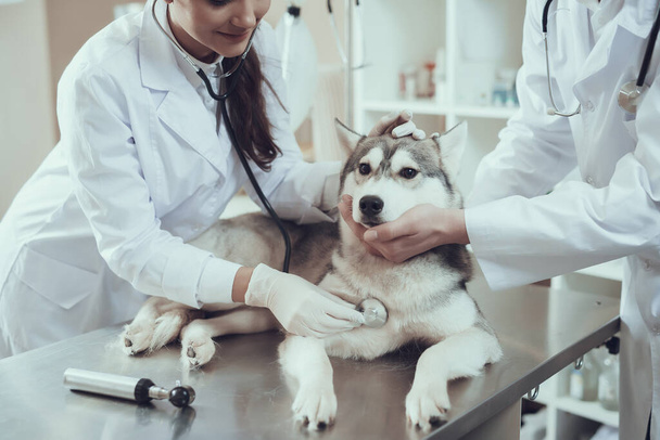 Veterinarian with stethoscope listening to dog. - Foto, afbeelding