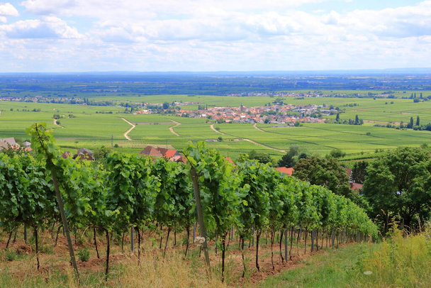 Pohled z vinic v okolí obcí rhodt unter rietburg, Hainfeld, Burrweiler, Weyher, Edenkoben, Edesheim na německé vinařské trase v palatinátu - Fotografie, Obrázek