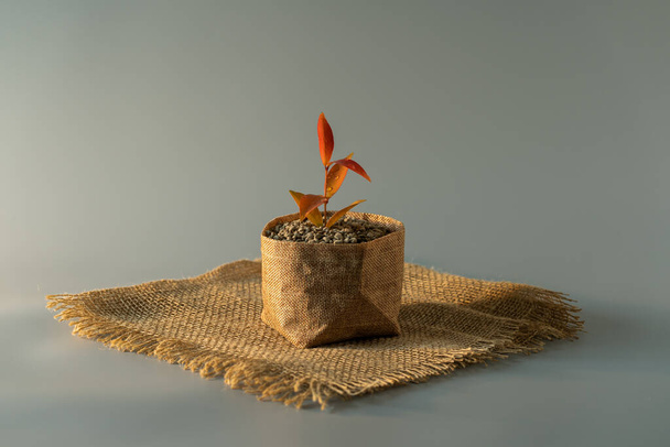 Growing plant in a sack pot - Foto, Imagen