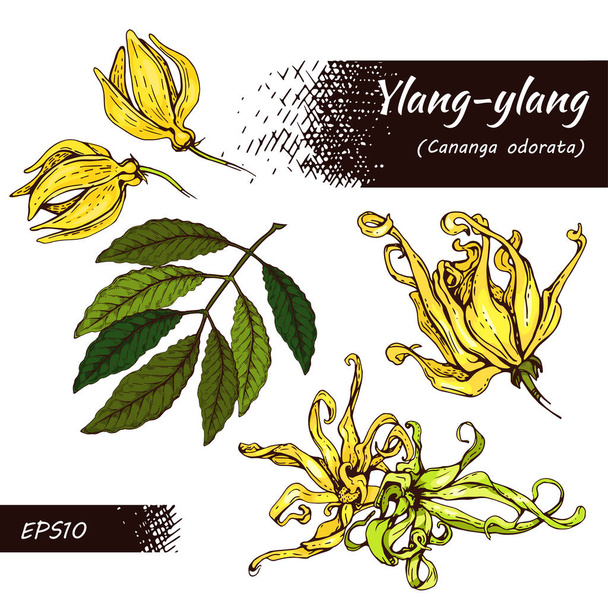 Collection of flowers and leaves of ylang-ylang . Detailed hand-drawn sketches, vector botanical illustration. - Vector, Imagen