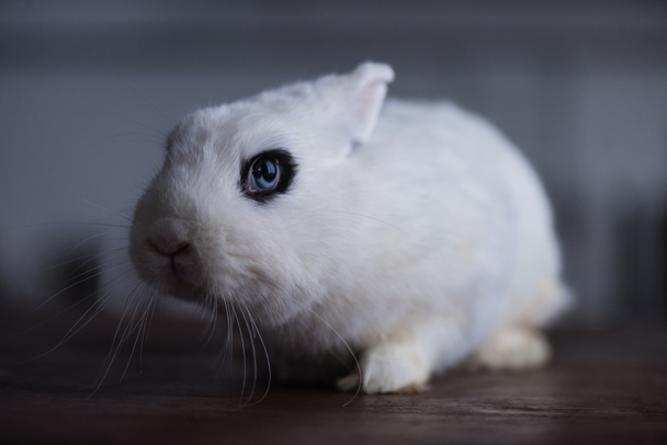 cute rabbit with black eye on dark background - Фото, изображение