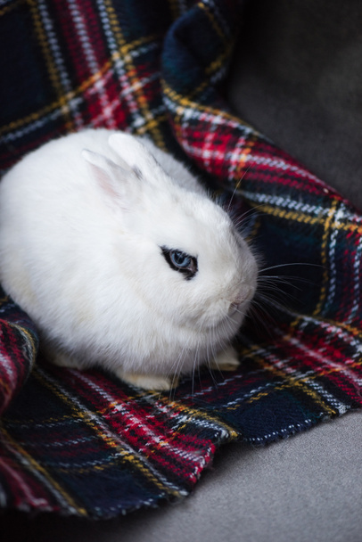 cute rabbit with black eye on checkered blanket - Foto, afbeelding