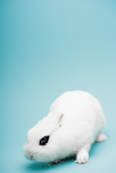 cute white rabbit with black eye on blue background - Фото, зображення