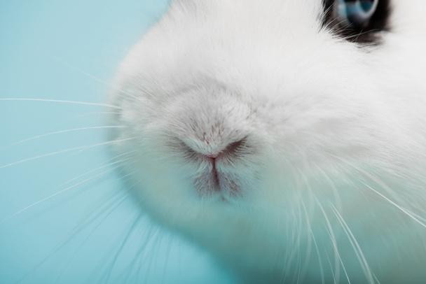 青い背景に面白い鼻を持つかわいい白いウサギのクローズアップ ロイヤリティフリー写真 画像素材