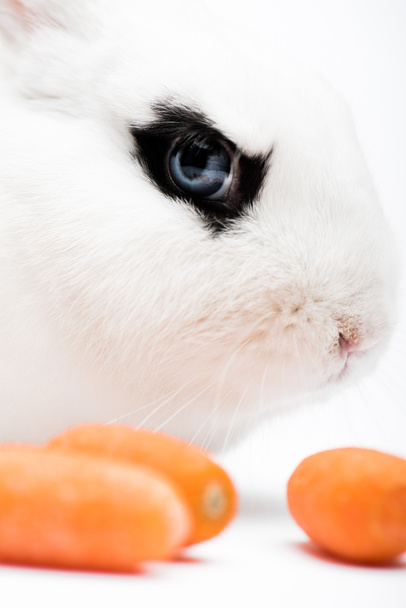 closeup of cute rabbit with black eye near carrot on white background - Fotoğraf, Görsel