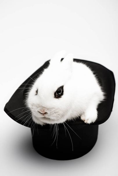 cute rabbit in black hat on white background - Fotó, kép