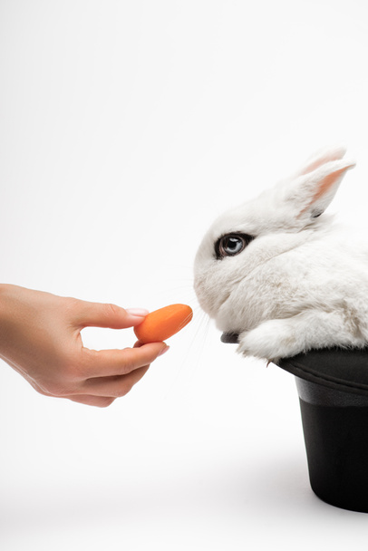 cropped view of woman giving carrot to cute rabbit in black hat on white background - Foto, afbeelding