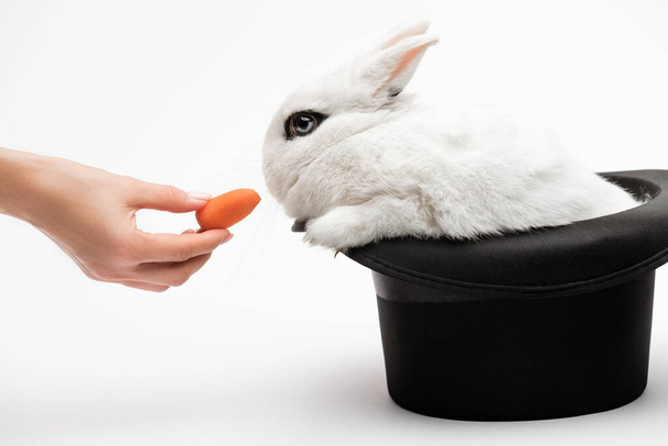 cropped view of woman giving carrot to cute rabbit in black hat on white background - 写真・画像