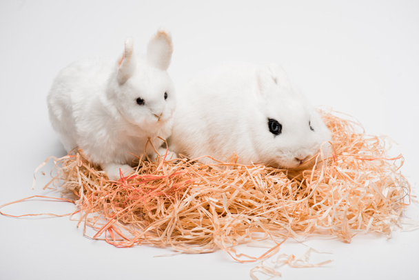 cute rabbit with toy in nest on white background - Photo, Image