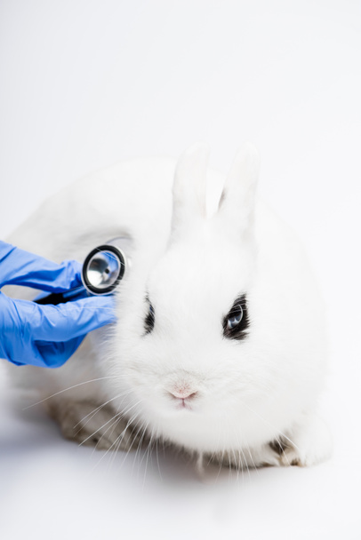 Ausgeschnittene Ansicht des Tierarztes, der Kaninchen mit Stethoskop auf weißem Hintergrund untersucht - Foto, Bild