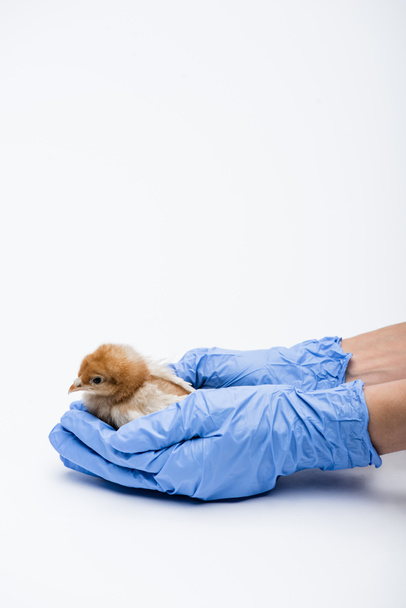 cropped view of veterinarian with chick on white background - Foto, Imagen