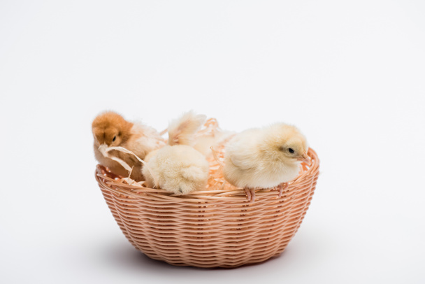 милые маленькие цыплята в гнезде на белом фоне - Фото, изображение