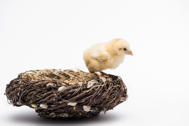 lindo polluelo en el nido sobre fondo blanco - Foto, imagen