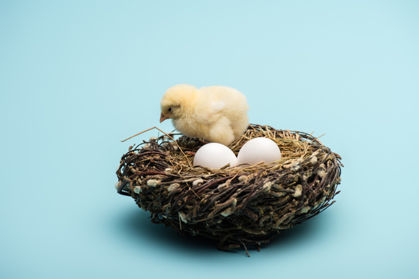 χαριτωμένο μικρό νεοσσό με αυγά στη φωλιά σε μπλε φόντο - Φωτογραφία, εικόνα